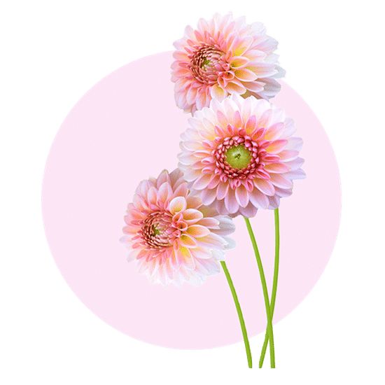 pluk selv blomster