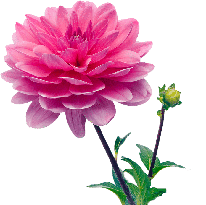 Pluk selv Dahlia blomster
